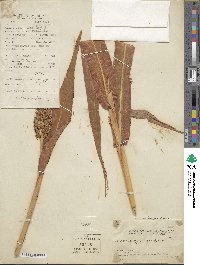 Sorghum bicolor image