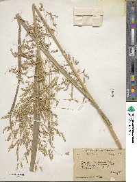 Sorghum halepense image