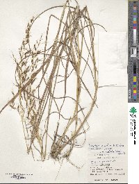 Sorghum nitidum image