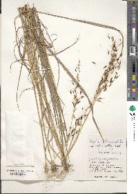 Sorghum nitidum image