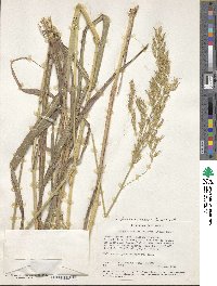 Image of Sorghum arundinaceum