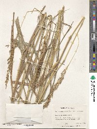 Sorghum nitidum image