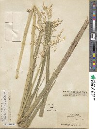 Sorghum arundinaceum image