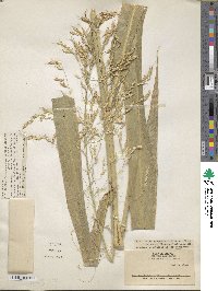 Sorghum arundinaceum image