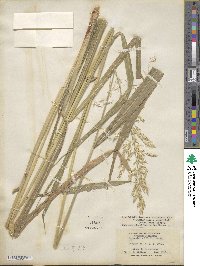 Sorghum arundinaceum image