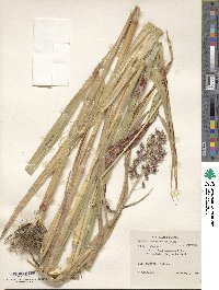 Sorghum arundinaceum image