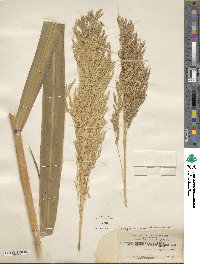 Sorghum arundinaceum image