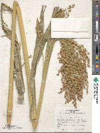 Sorghum bicolor image