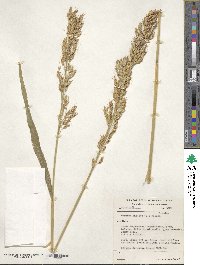 Sorghum bicolor image