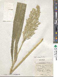 Sorghum bicolor image