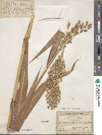 Sorghum bicolor image