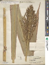 Sorghum bicolor image