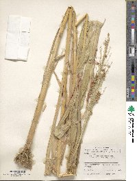 Sorghum bicolor image