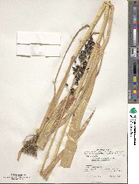 Sorghum bicolor image