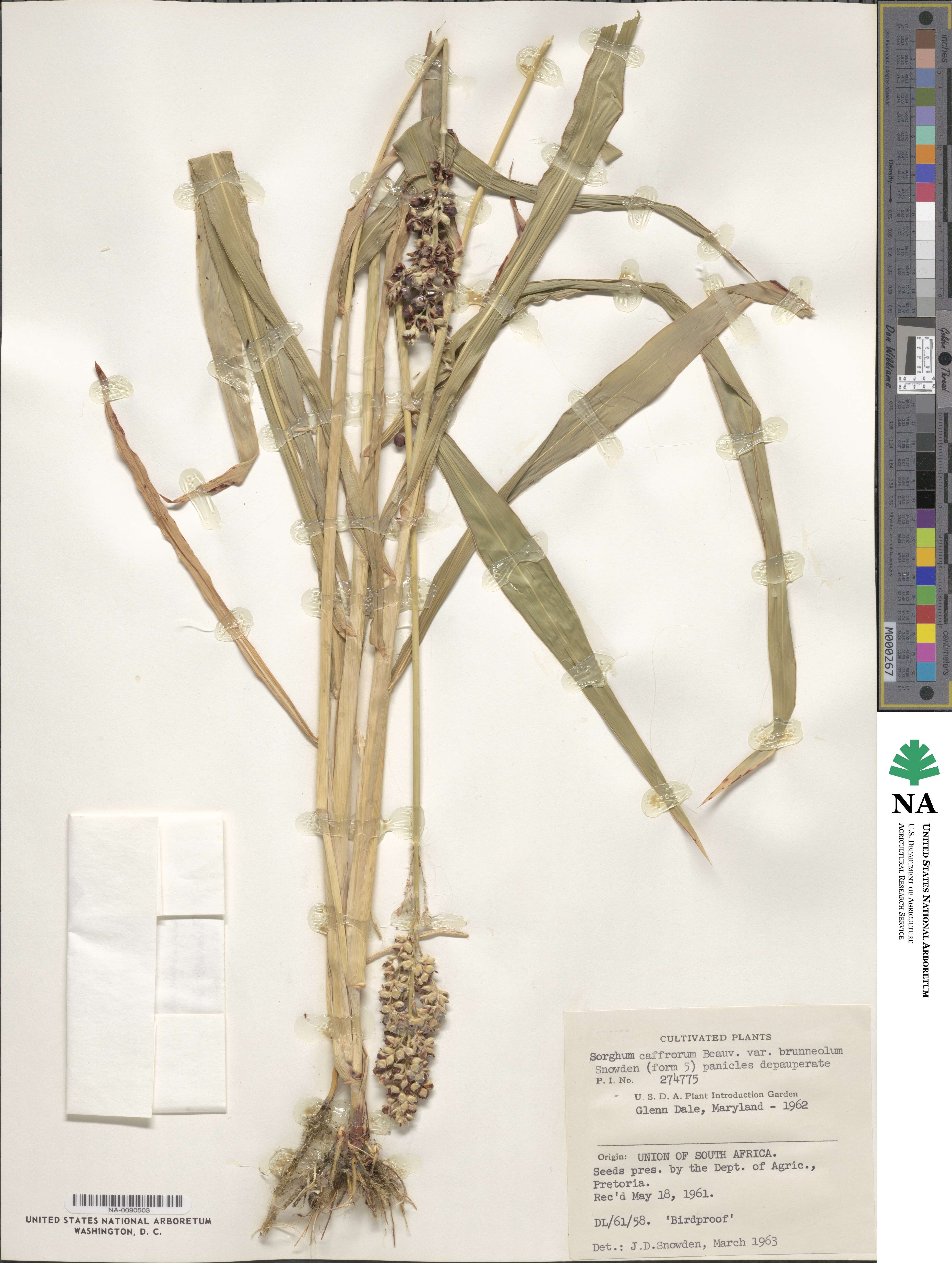 Sorghum caffrorum image