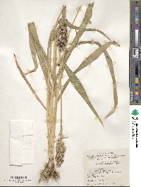 Sorghum caffrorum var. brunneolum image