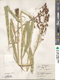 Sorghum bicolor image