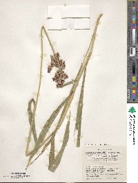 Sorghum bicolor image