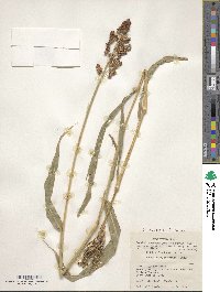 Sorghum bicolor image