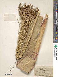 Sorghum bicolor image