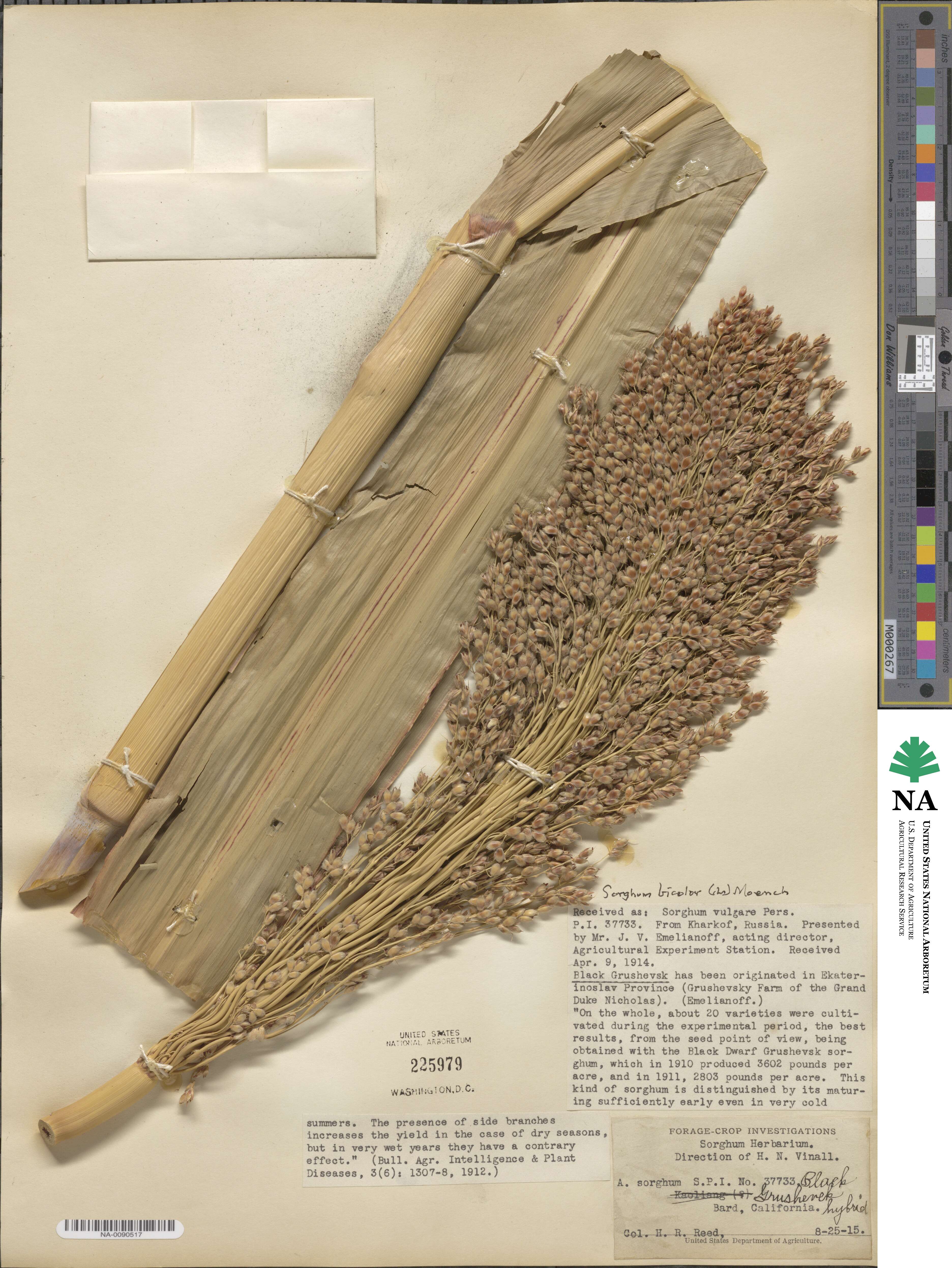 Sorghum bicolor image