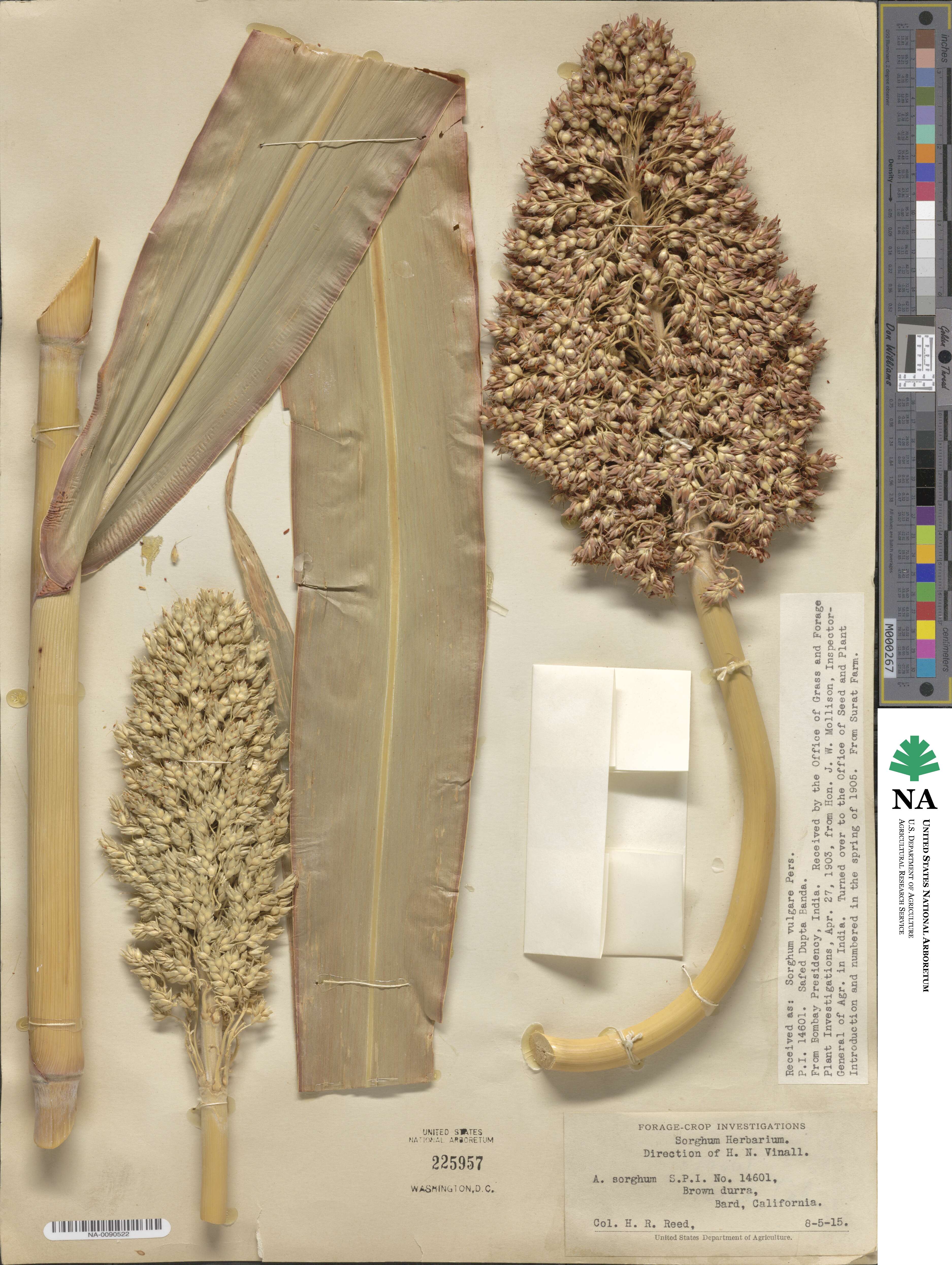 Sorghum image