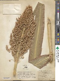 Sorghum bicolor image