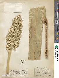 Sorghum bicolor image