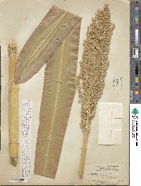 Sorghum bicolor image