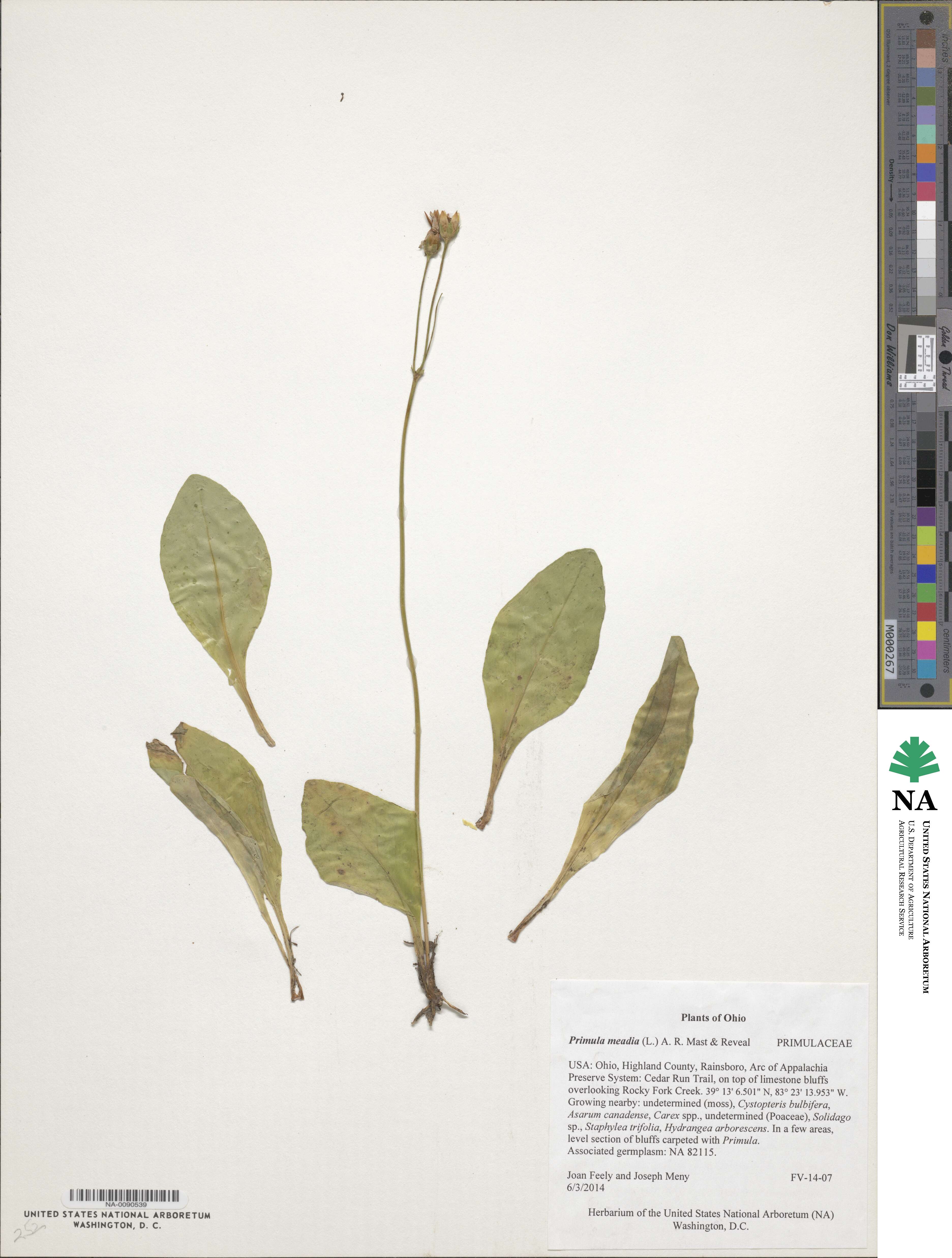 Dodecatheon meadia subsp. meadia image