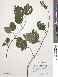 Viburnum dentatum image