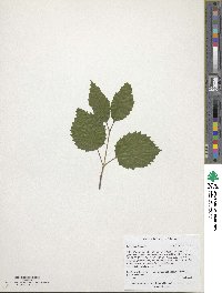 Viburnum dentatum image