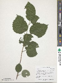 Viburnum dentatum image