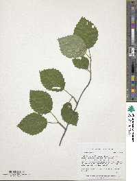 Viburnum dentatum image