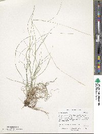 Danthonia spicata image