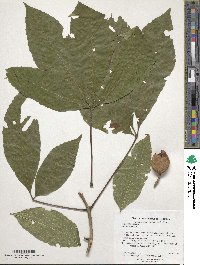 Aesculus pavia image