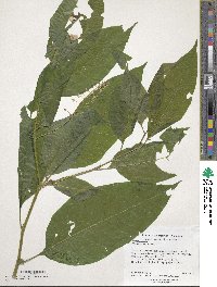 Phytolacca americana image