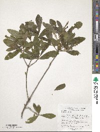 Cyrilla racemiflora image