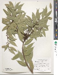 Image of Agarista populifolia