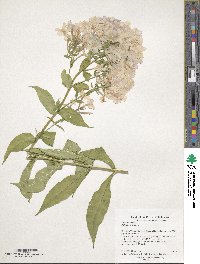 Phlox paniculata image