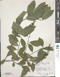 Itea virginica image