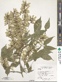 Acer henryi image