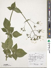 Valeriana pauciflora image