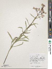 Physostegia virginiana image