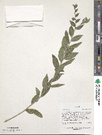 Image of Lithospermum virginianum