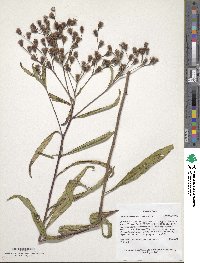 Vernonia noveboracensis image