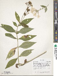 Phlox paniculata image