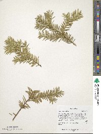 Taxus canadensis image