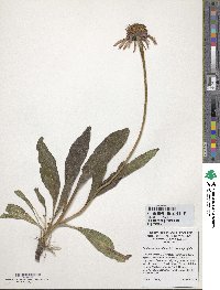 Echinacea angustifolia image