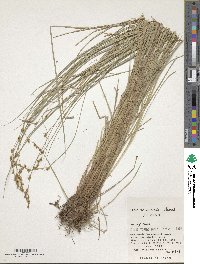 Carex nemurensis image